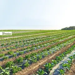 Плівка для мульчування без отворів, 1м х 1000м, 30 мкм., чорно-біла, AK-MFG1301001000BW от Bradas - купить в интернет-магазине